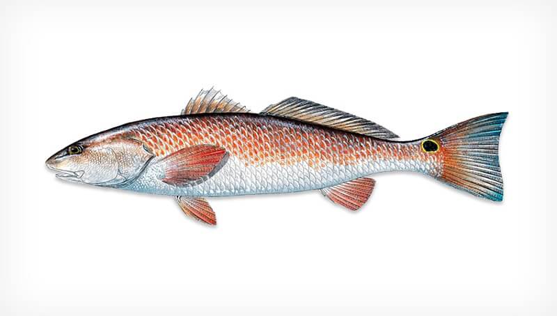 Can You Eat Redfish