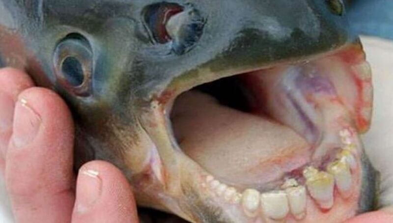Fish with Big Teeth